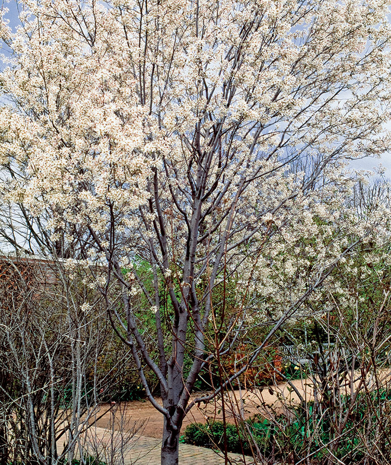 Trees For Tight Spaces FineGardening