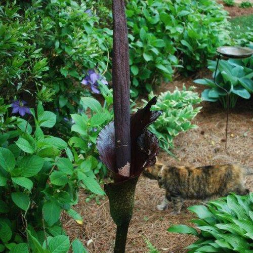 Amorphophallus konjac  Konjac Love Lily - Plant Delights Nursery