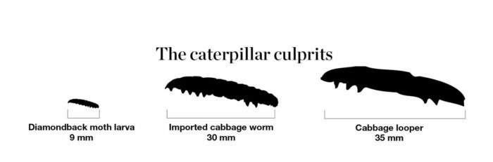 caterpillar culprits