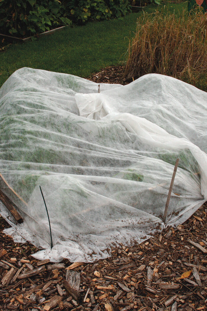 row covers to keep pests like caterpillars out