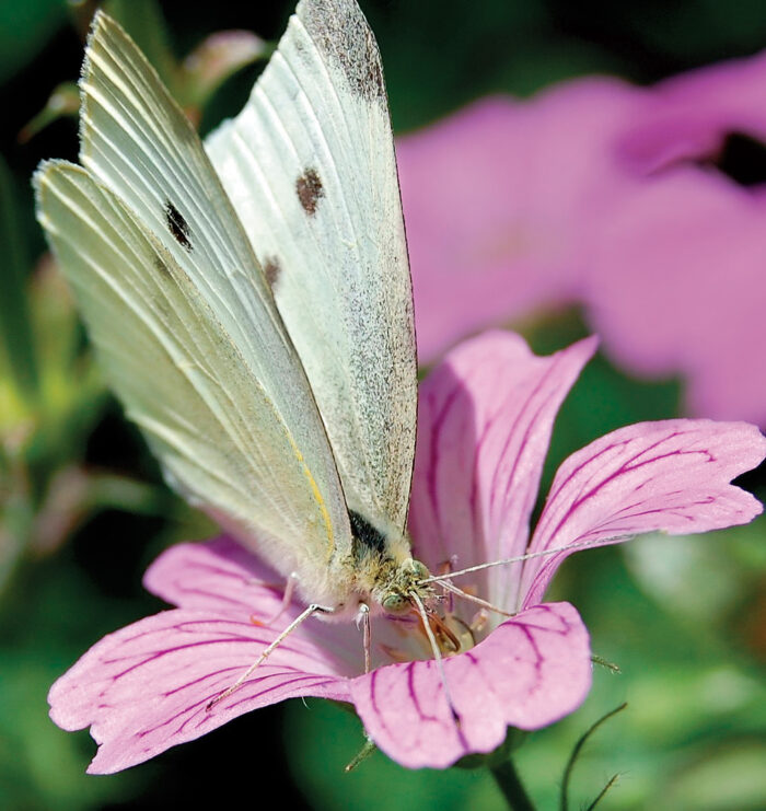 cabbage worm caterpillars become this butterly