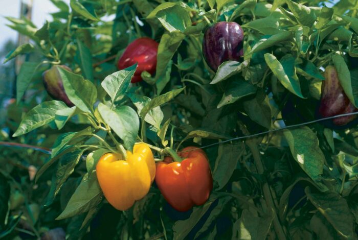 Bell pepper deals plant spacing