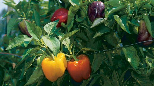 What is the Difference Between Green, Red, and Yellow Bell Peppers