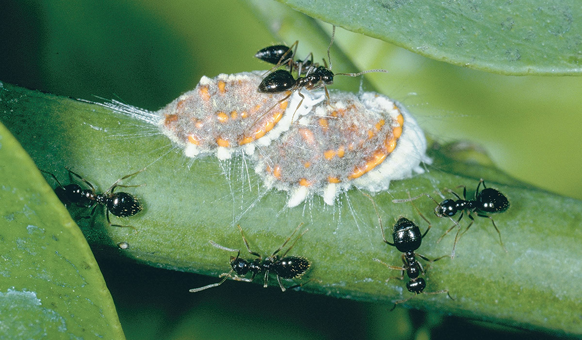 Dealing with Mussel Scale infestations on an apple tree – Herbidacious