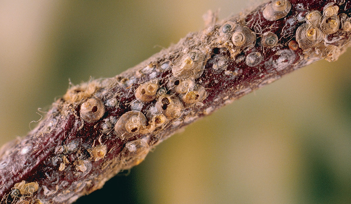 How to deal with scale insects