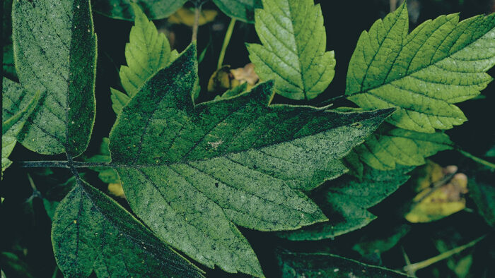 scale insect damage on leaves