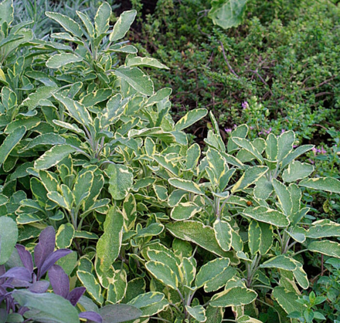 growing sage