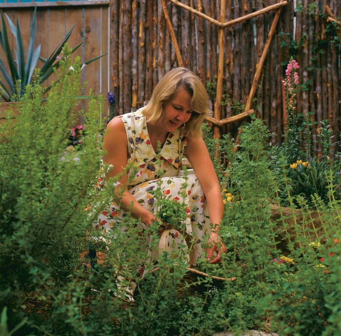 harvesting cilantro