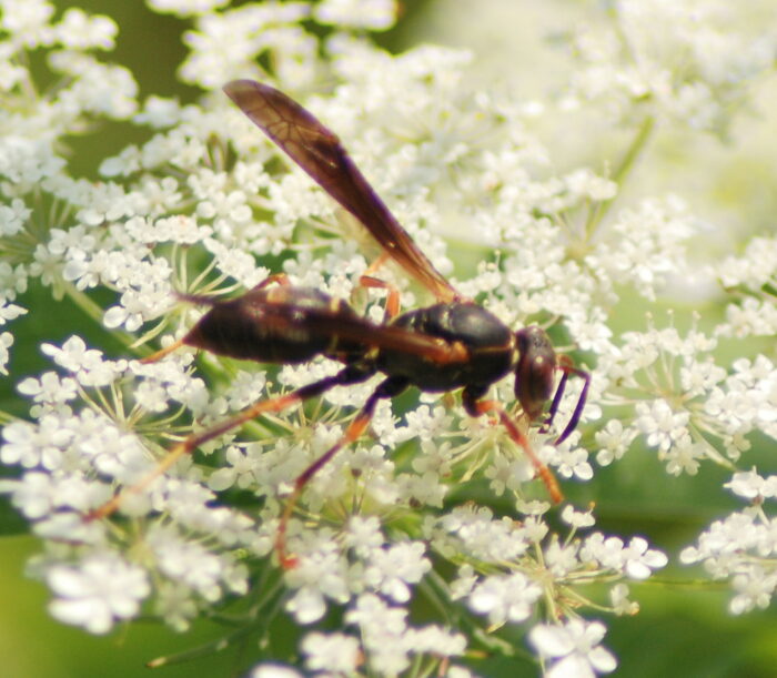 paper wasp