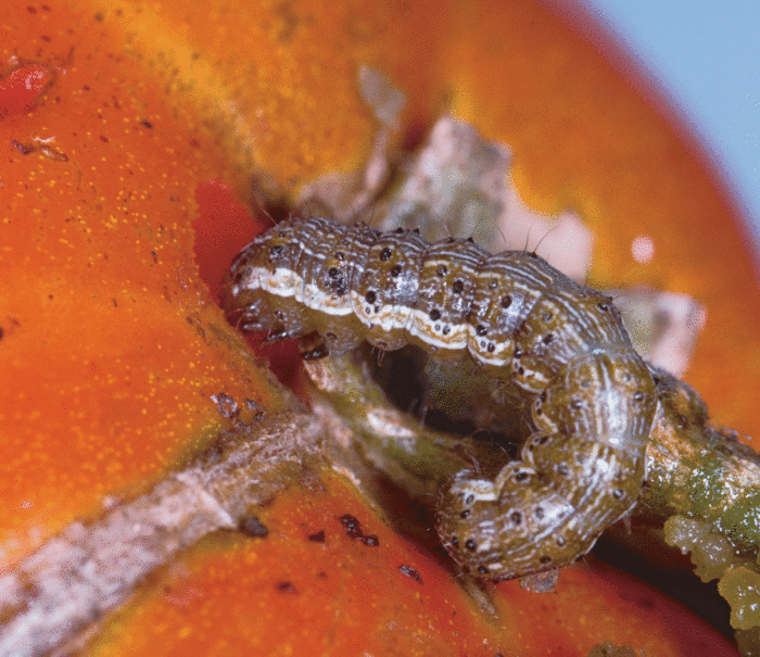 Tomato fruitworms 