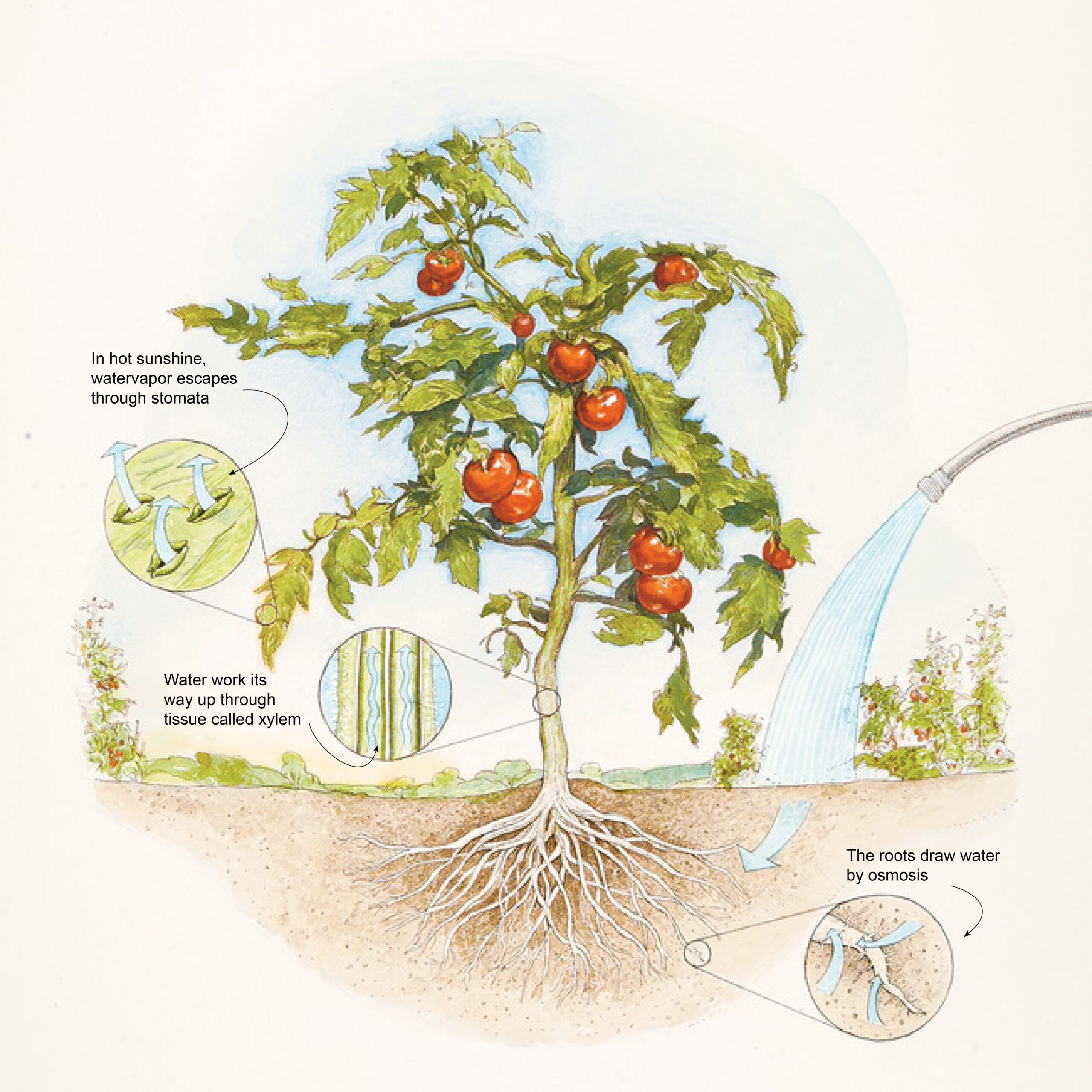 A diagram detailing water entering soil and plant roots via osmosis.