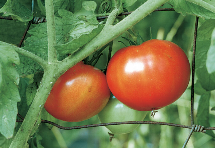 burpee early pick beefsteak tomato