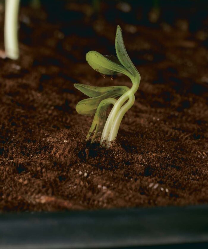 Using its own nutrient reserves, this seedling emerged and stretched to the light in less than 10 hours.