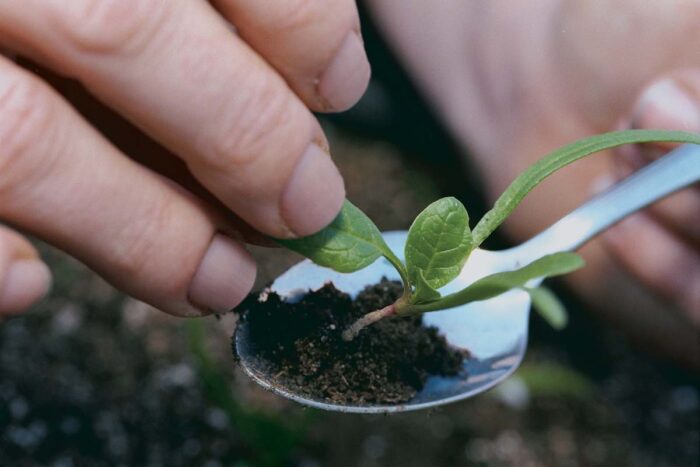 transplanting a seedling