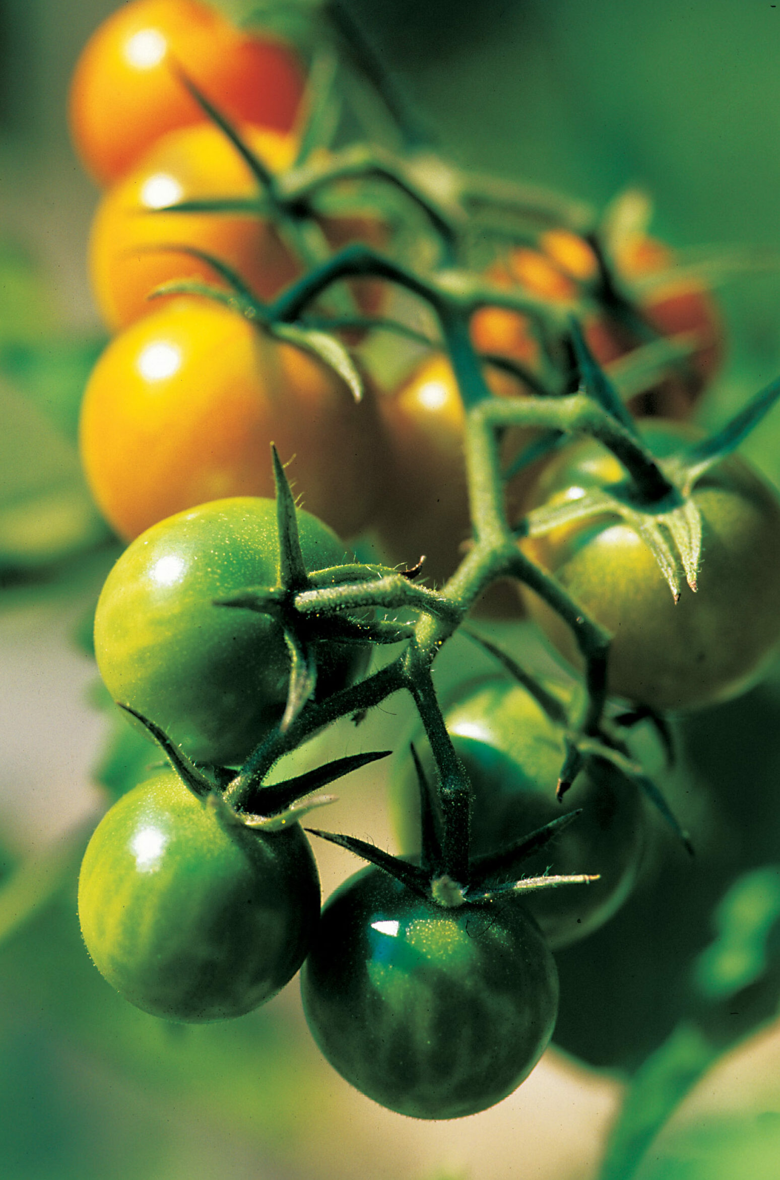 A Freestanding Tomato Trellis Improves Yields and Keeps the Garden