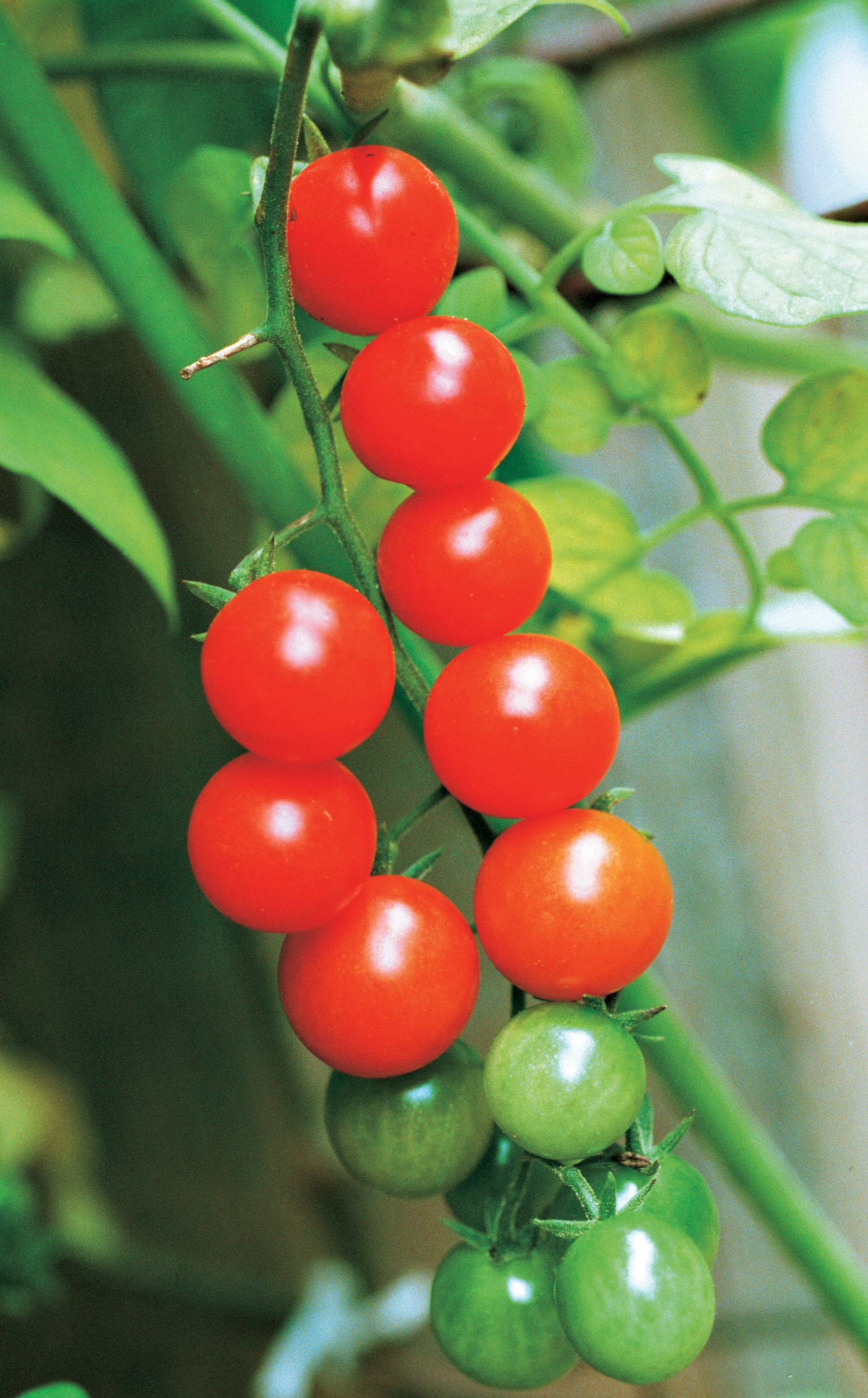 Diminutive currant tomatoes grow in trusses of gold or red, with very little work on the part of the gardener.