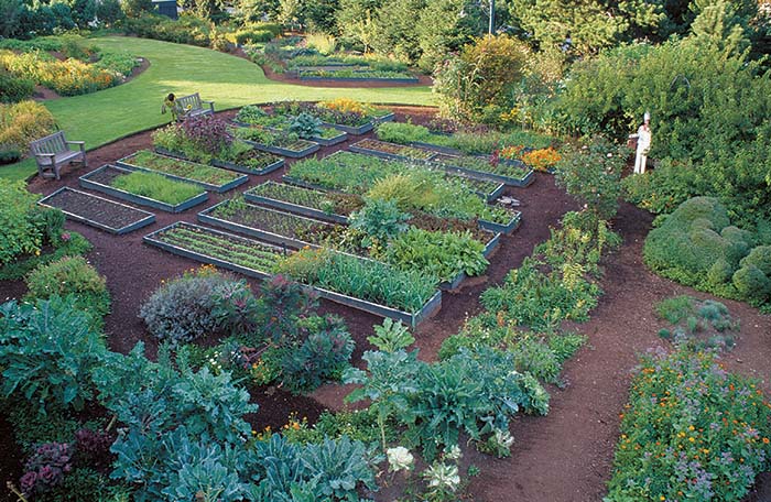 Edible Flowers Enliven a Garden - FineGardening