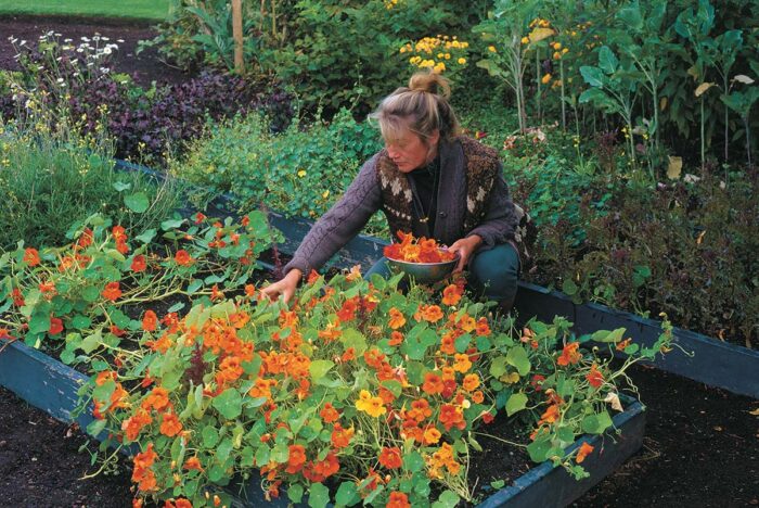 harvesting edible flowers