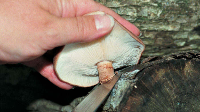 growing shiitake mushrooms