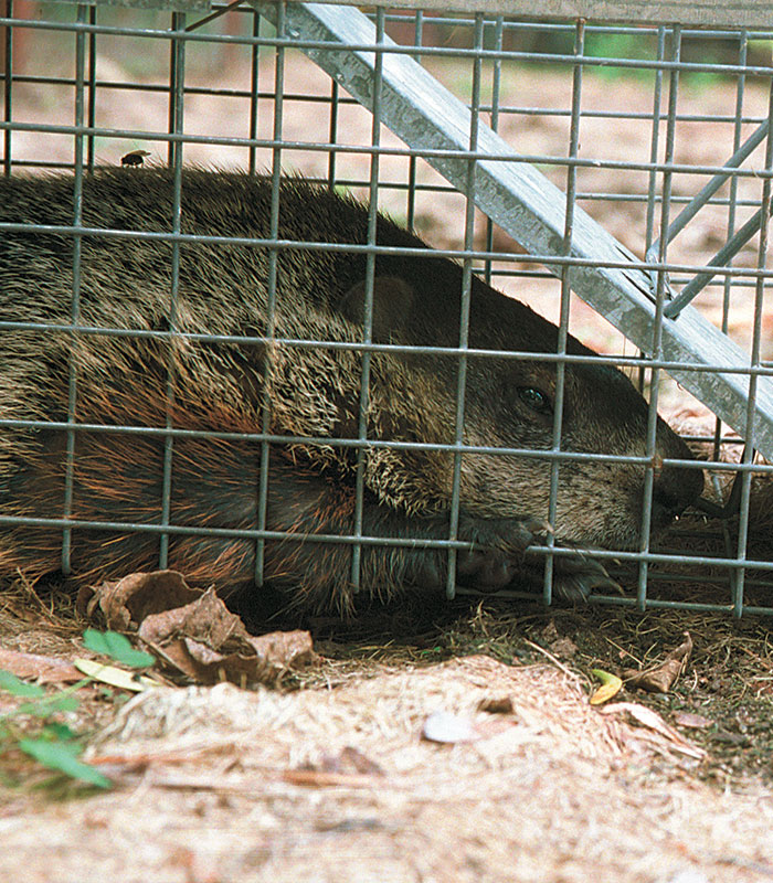 Protect Your Garden From Woodchucks - FineGardening