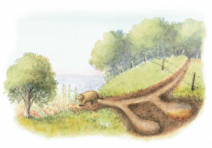 Woodchucks make their subterranean homes near their food source drawing