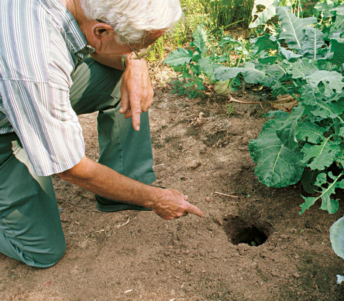 man pointing to woodchuck hole in the middle of garden