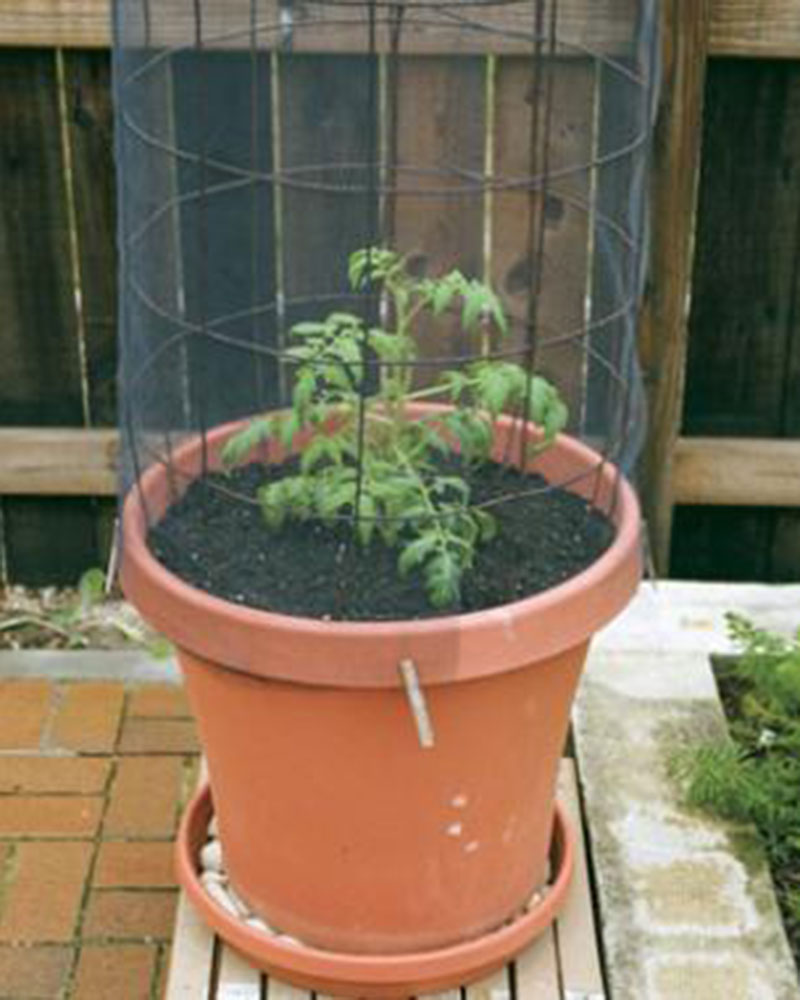 https://images.finegardening.com/app/uploads/2009/04/03154526/042013_tomatoes_containers_ld.jpg