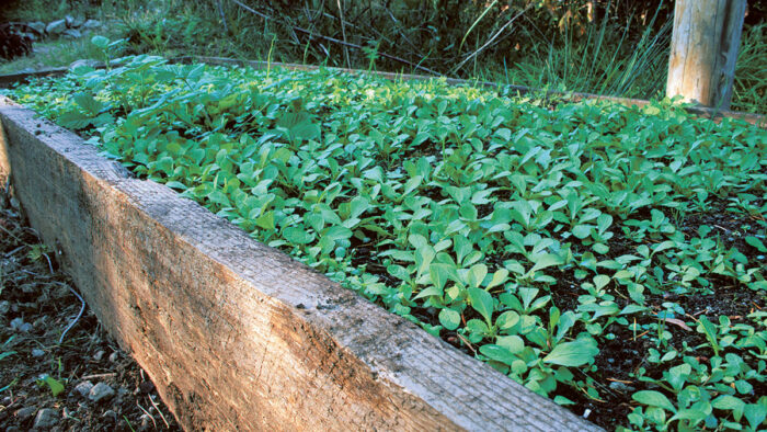 How to Grow Mache (Corn Salad): Spring's First Green