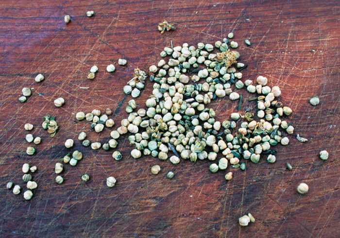 pile of seeds from the mache plants