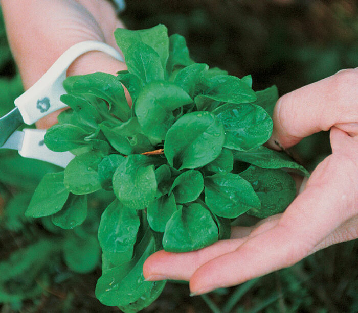 full-grown rosettes