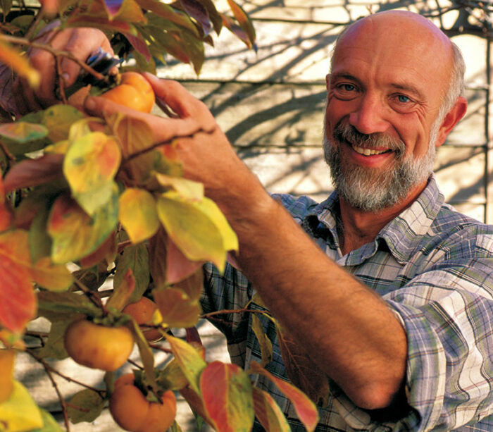 cut the sturdy stems with pruning shears