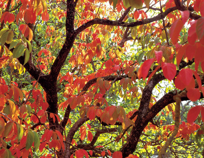 Asian persimmon trees