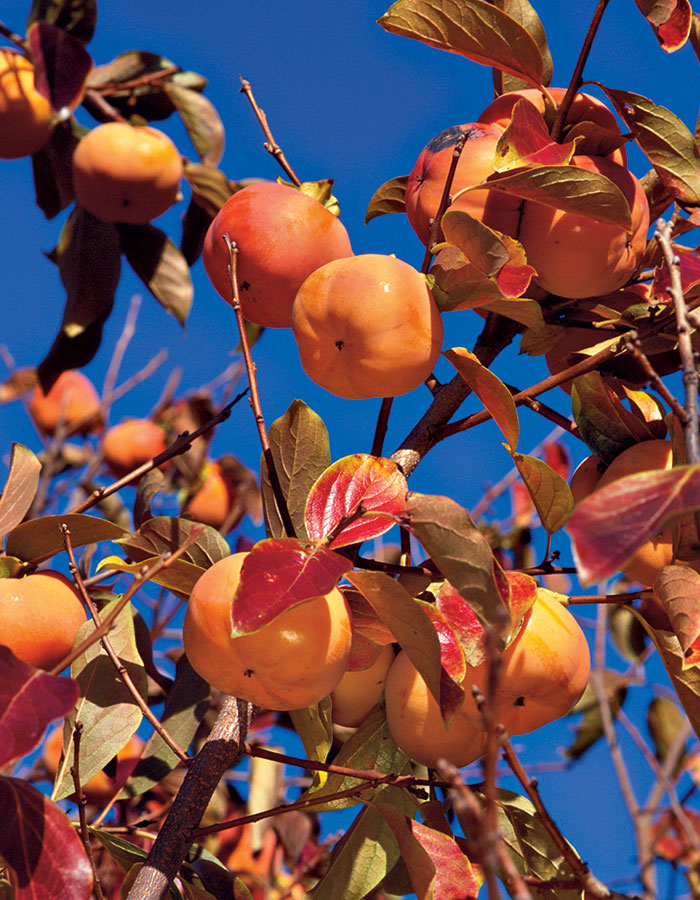 Growing Persimmons - FineGardening