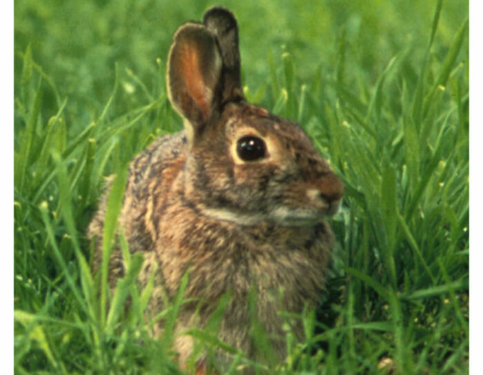 Keeping Rabbits Out of the Kitchen Garden - FineGardening