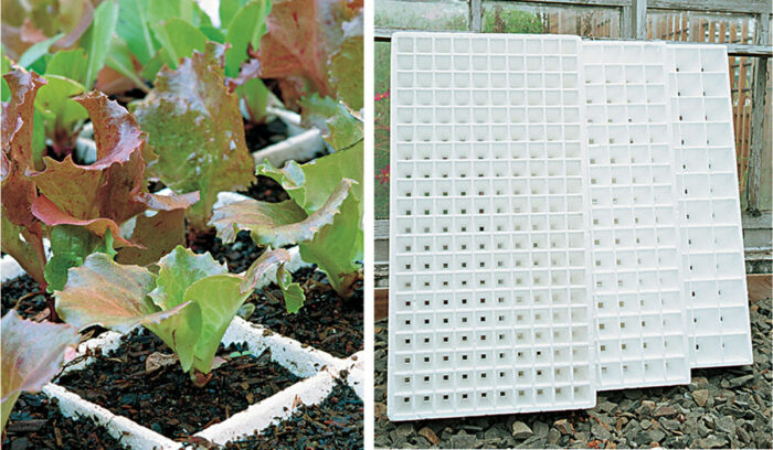 lettuce plants and speedling trays