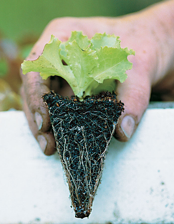 Air Prune Propagation Tray 72 Cell