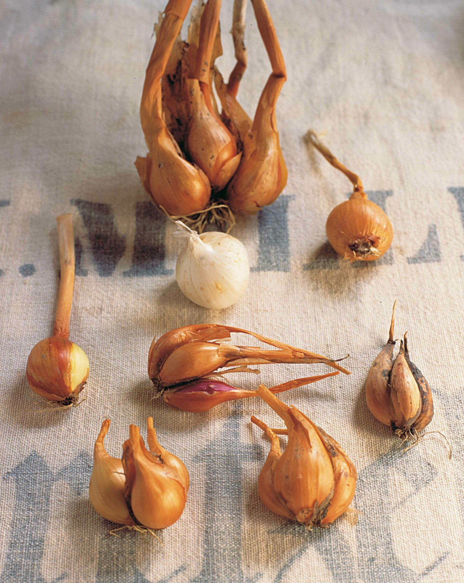 Shallots