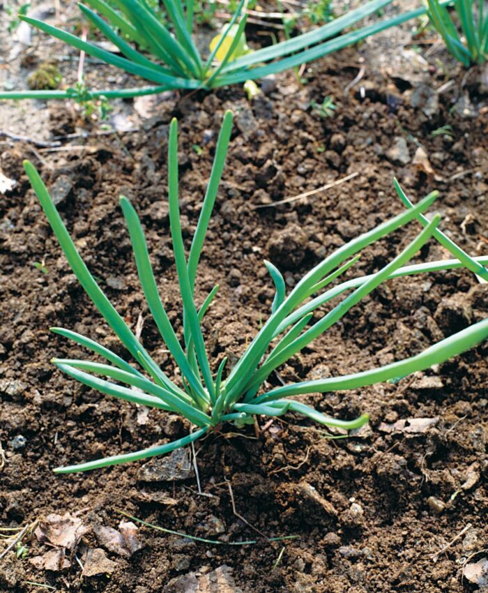 How to Grow Shallots - Organic Gardening Blog