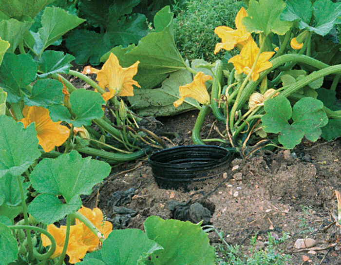 Image of Summer squash plant growing in a garden