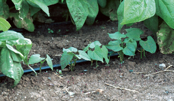 bean leaves growing with drip irrigation system