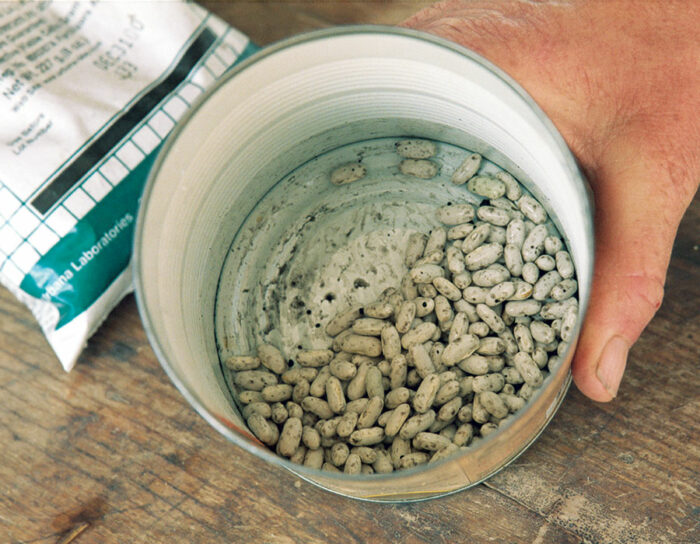 Inoculating bean seed in a can