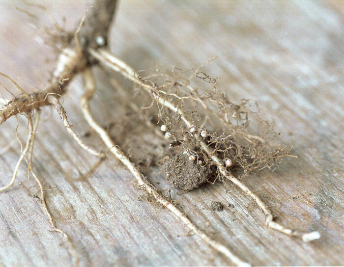 close up of white nodules on the roots of inoculated plants