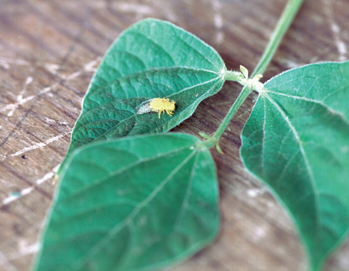 bright-yellow Mexican bean beetle larva on leaf