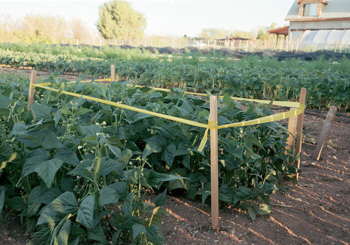 The author marks the beans she plans to save for seed with surveyor's tape wrapped around garden