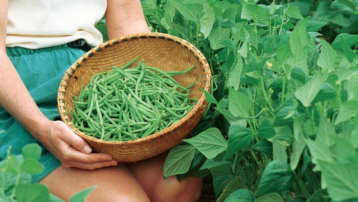 How to Grow Fine, Tender Filet Beans