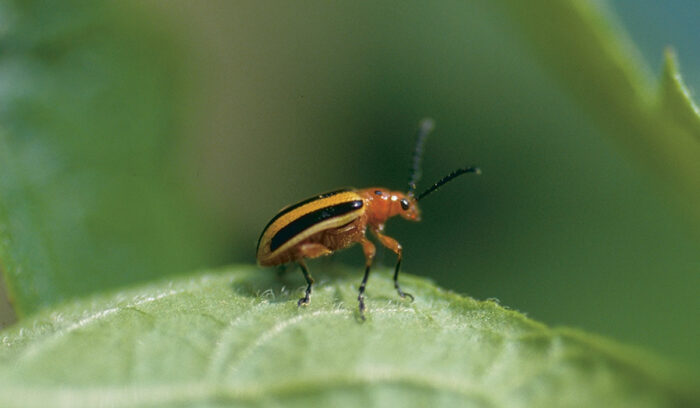 close up of the Colorado potato beetle