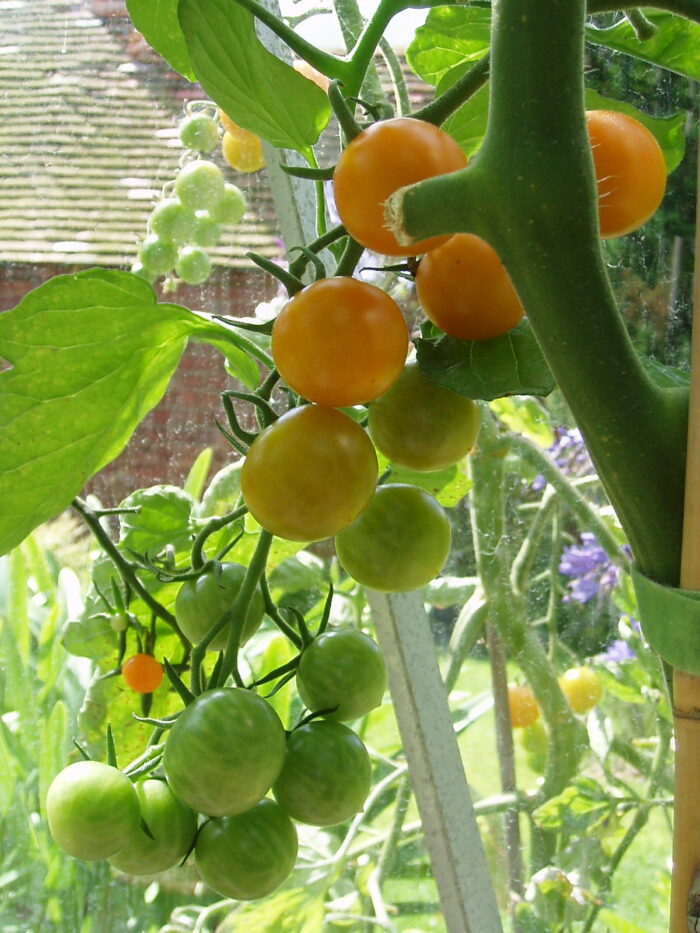 tomatoes on the vine