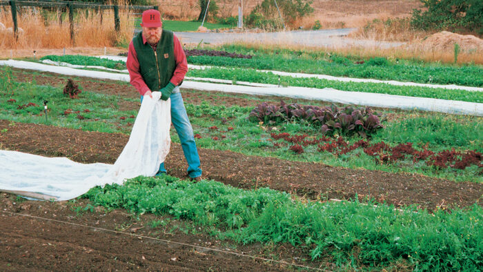 How to Grow Escarole and Endive