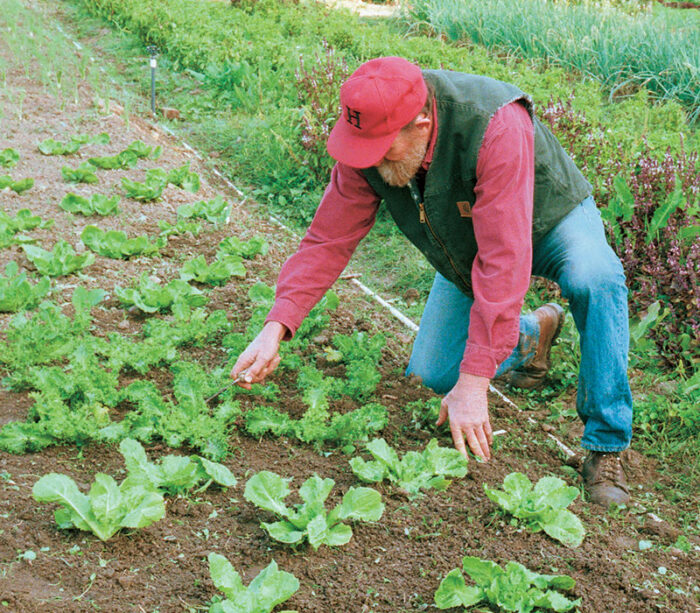 Author kneeling down next to escarole plants