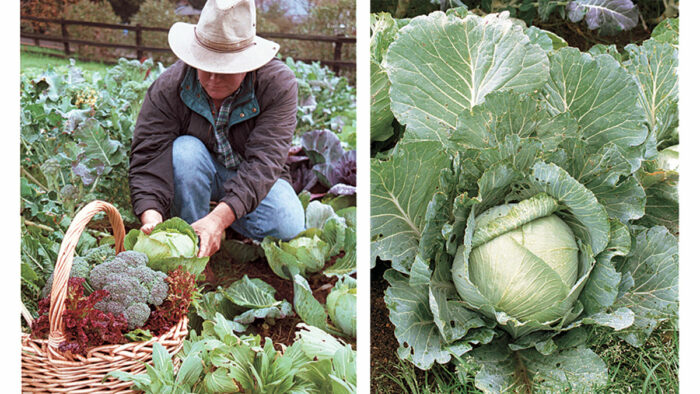 a cool gardening season